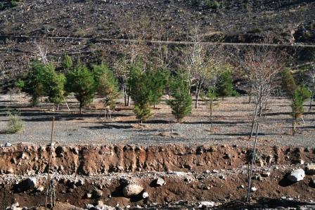 Forestación bosque nativo KDM