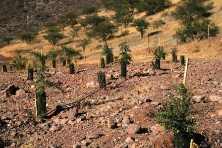 Áreas Verdes Austral