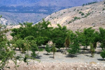 Forestación bosque nativo KDM